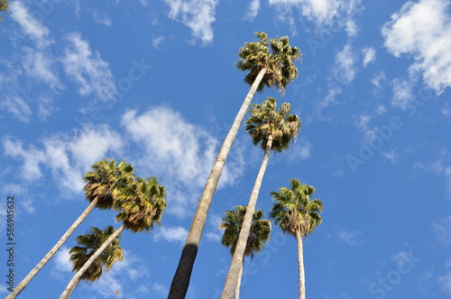 Group of palm trees scenery  blue sky with clouds background  sunny day