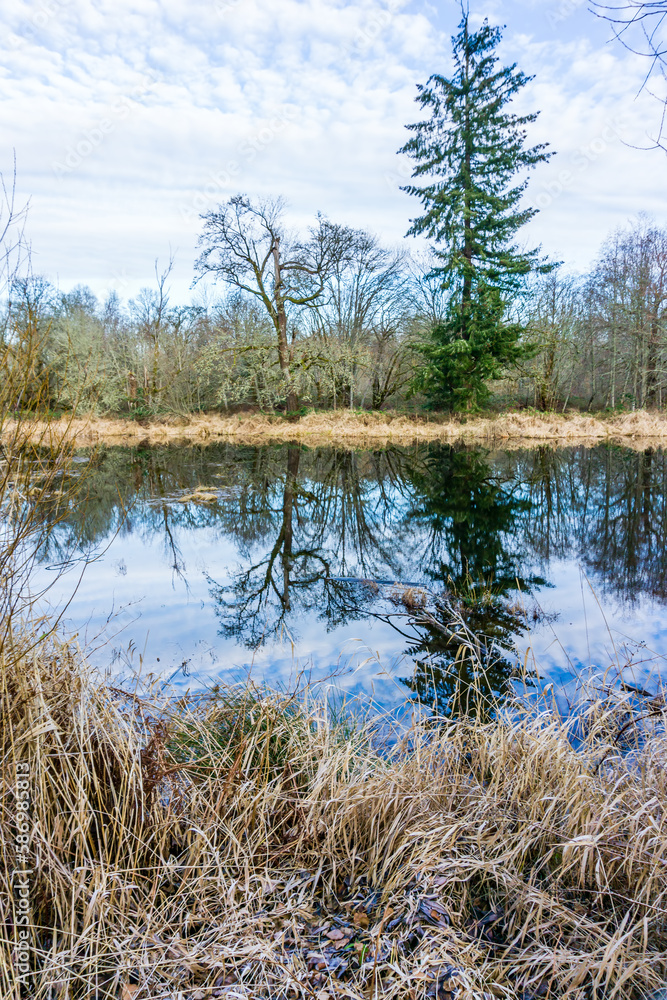 Nisqually Wetlands Reflecions 2