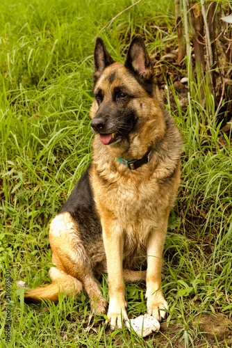 german shepherd dog