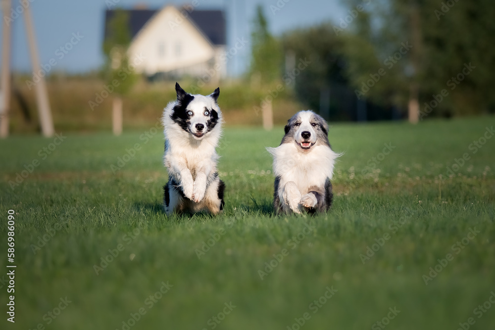 Two border collie dogs running in a field