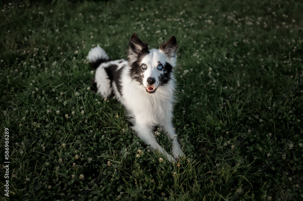 A dog with a pink tongue is standing in a field.