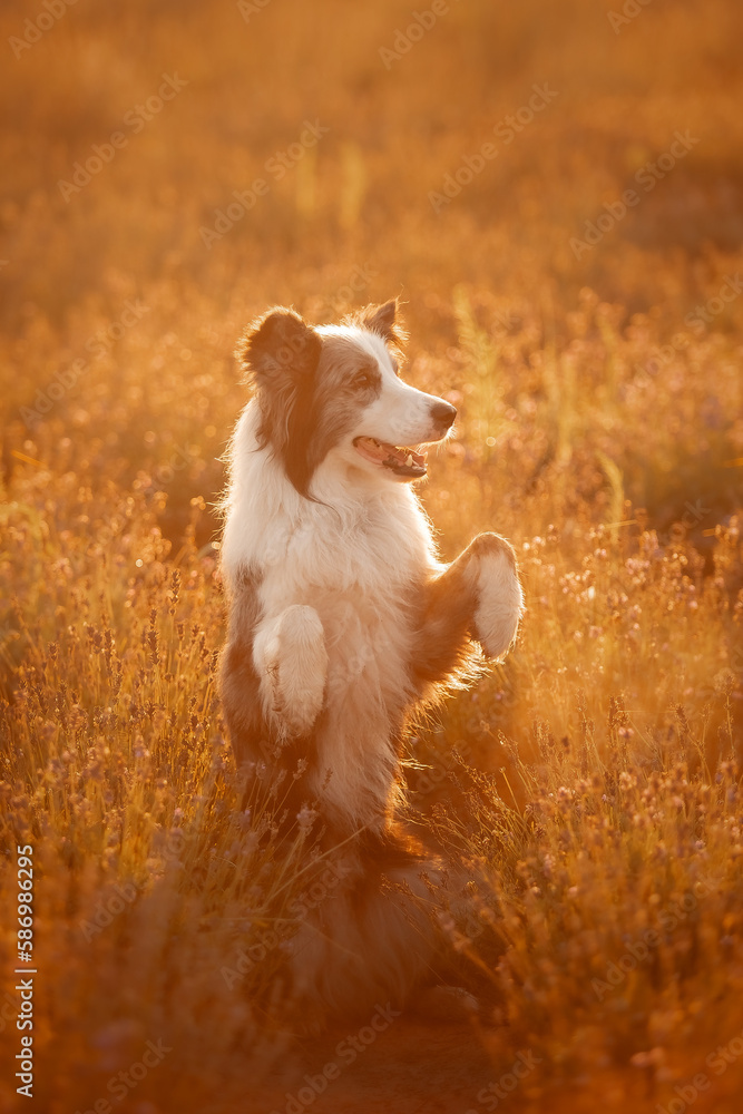 A border collie dog stands on its hind legs in front of a field of flowers.