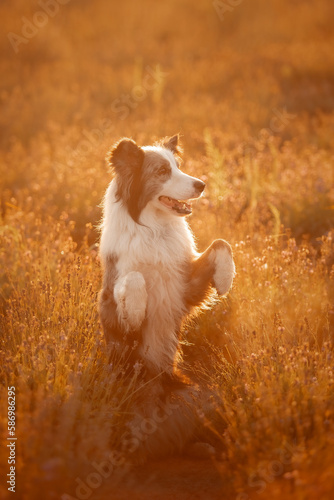 Fototapeta Naklejka Na Ścianę i Meble -  A border collie dog stands on its hind legs in front of a field of flowers.