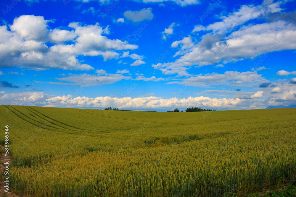 Obraz premium 小麦畑が広がる丘と広大な青空と雲