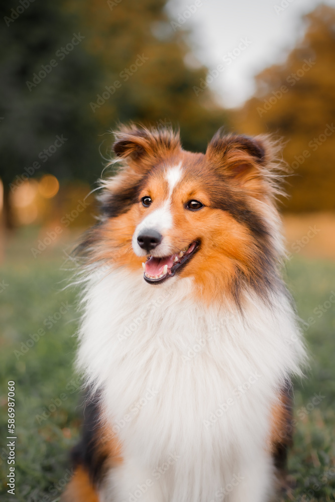 Shetland sheepdog  dog sitting in a field with a golden background