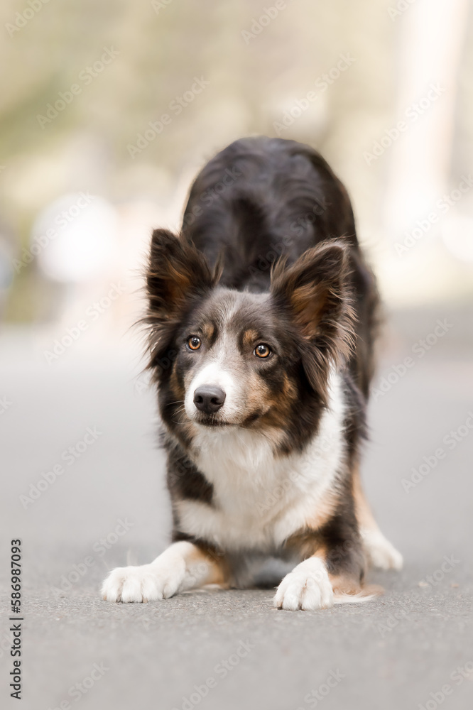 Border collie dog stretching on the road
