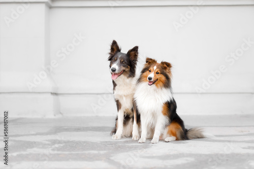 Two dogs together outdoor. Teamwork. Different breed dogs. Dogs sitting outdoor. Shepherds. Border Collie dog. Shetland Sheepdog.