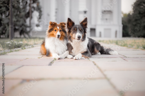 Wall Mural Two dogs laying on a sidewalk