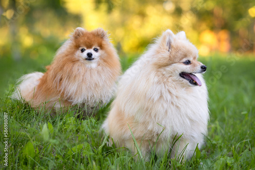 two ginger red and white pomeranian spitzs sit in grass. portrait pet in summer park. couple dog obeys command to sitting. obedience, training domestic animal © Елена Якимова