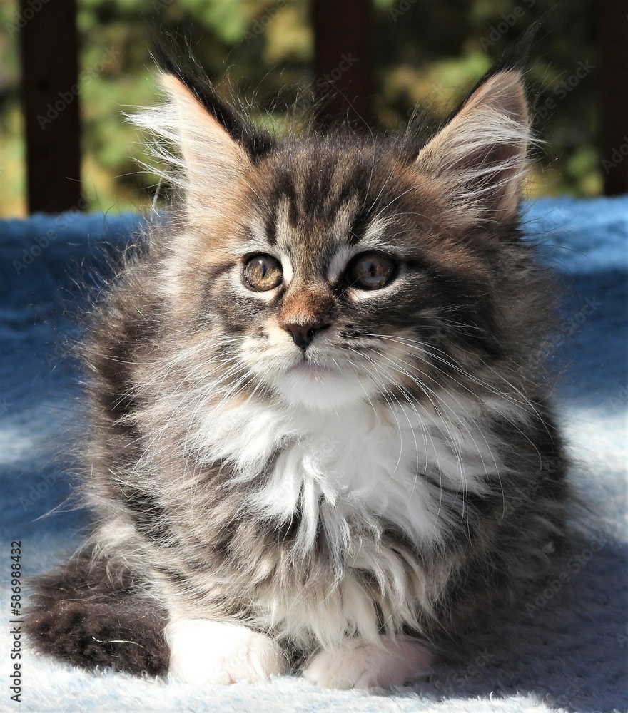 Brown Black Tabby with White Maine Coon Kitten on a Blue Blanket Outdoors in a Pine Forest - 6 weeks