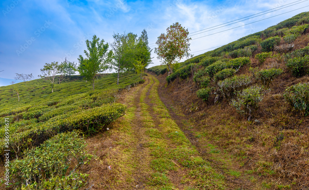Landscape view of Beautiful Tea Estate at Darjeeling, India.