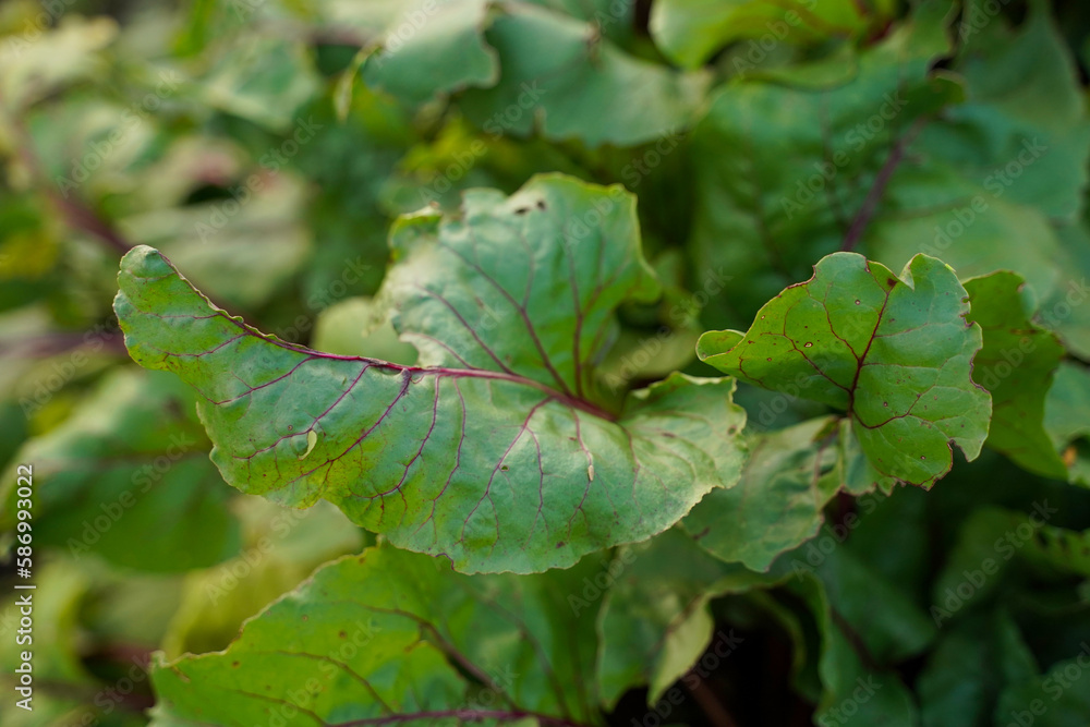 Beet leaves with red stems. Beets in the garden. Beet leafs mangold. Sugar beets in perspective on an agricultural field. Close-up, soft focus Beet leaves with red stems. Beets in the garden. Beet leafs mangold. Sugar beets in perspective on an agricultural field. Close-up, soft focus