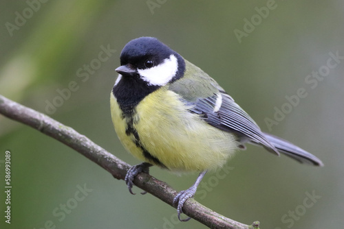 A stunning animal portrait of a Great Tit bird