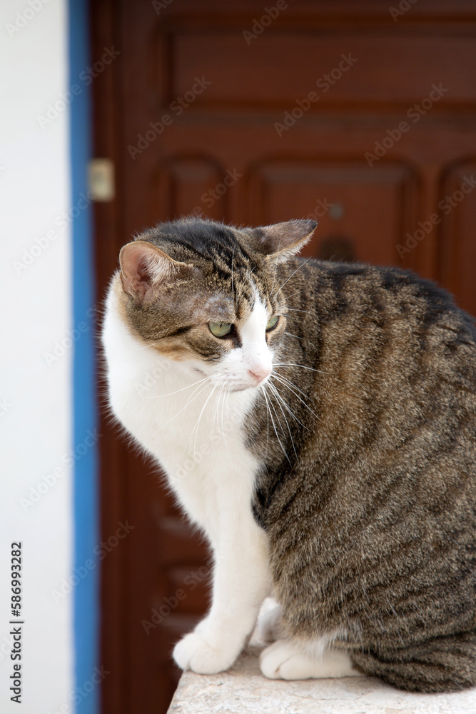 Cat Sitting on Wall with Blue and White Facade