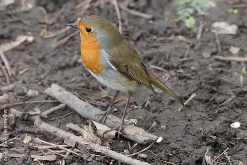 A stunning animal portrait of a Robin Redbreast