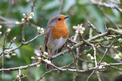 A Robin Red Breast in the forest