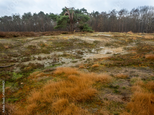 Heather and forest at Strabrecht, Brabant.