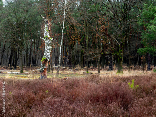 Heather and forest at Strabrecht, Brabant.