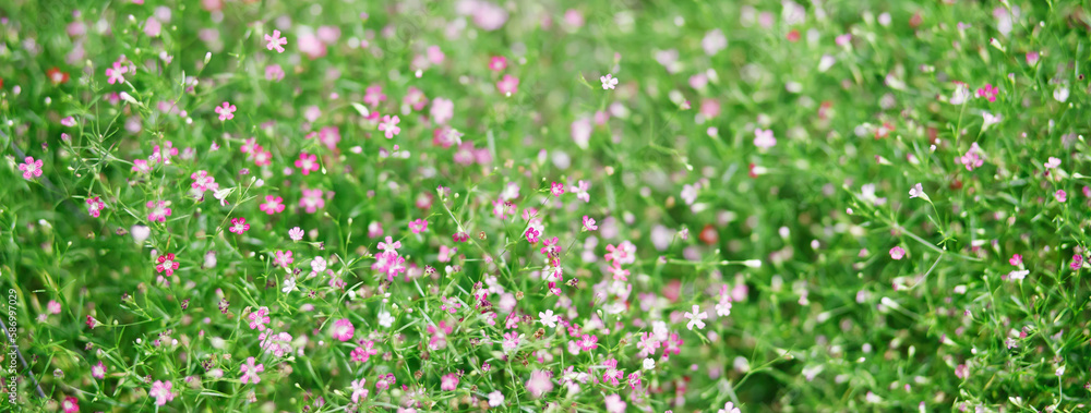 background beautiful natural pink flowers in the flower garden background beautiful natural pink flowers in the flower garden
