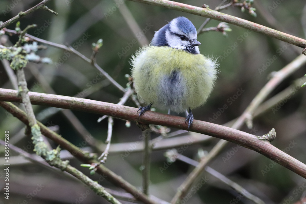 Obraz premium A stunning animal portrait of a baby Bluetit
