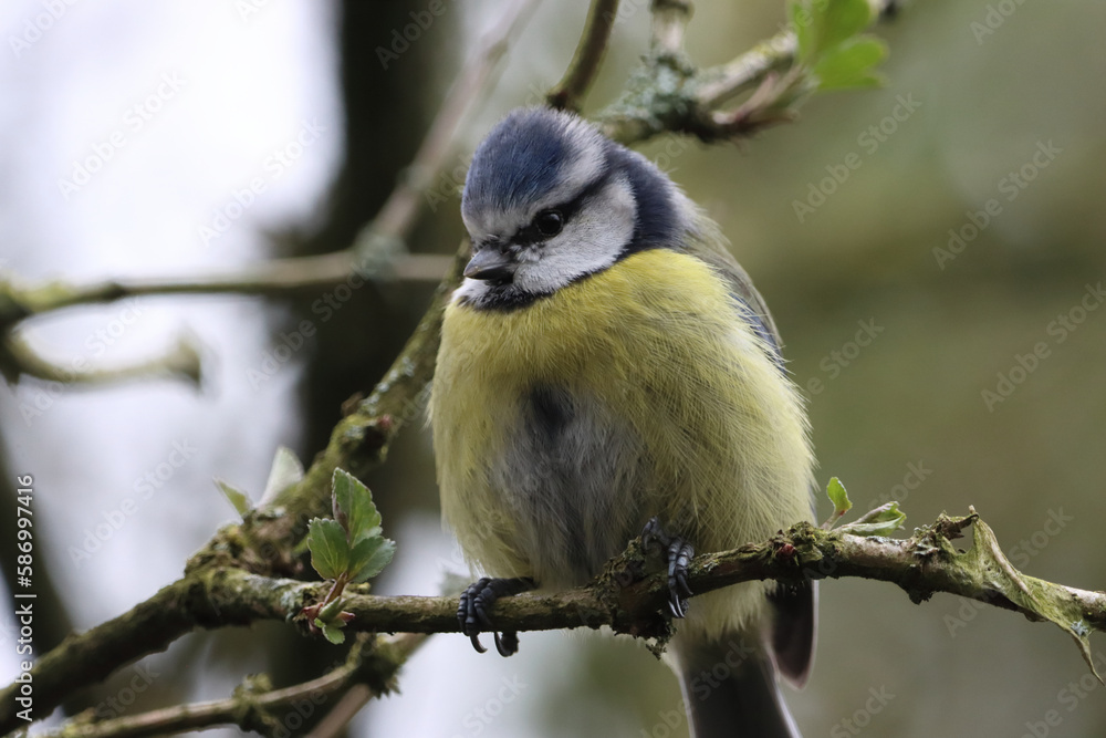 A stunning animal portrait of a baby Bluetit A stunning animal portrait of a baby Bluetit