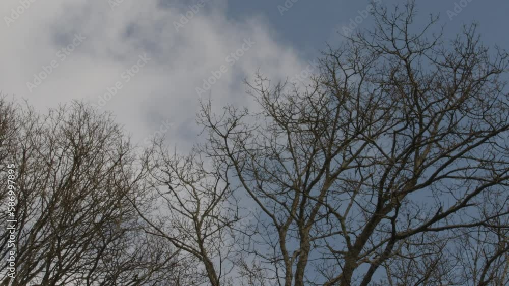 Are trees moving in the wind against clouds and blue sky Are trees moving in the wind against clouds and blue sky