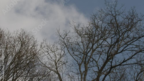  Are trees moving in the wind against clouds and blue sky