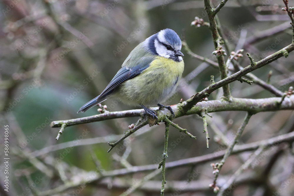 A stunning animal portrait of a baby Bluetit A stunning animal portrait of a baby Bluetit