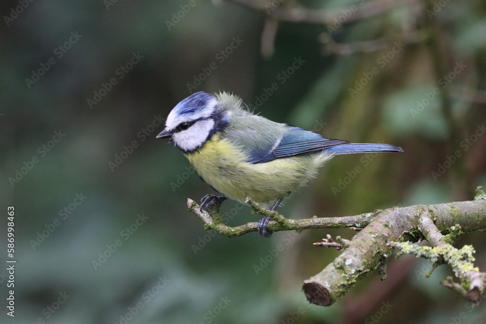 Fototapeta premium A stunning animal portrait of a baby Bluetit