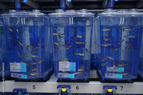 Study on opportunistic infections with Burkholderia cepacia complex using Zebra Fish embryos.