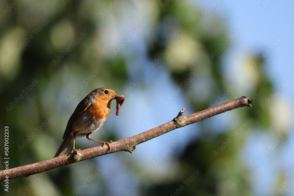 European Robin (Erithacus rubecula) holding an insect in its beak. European Robin (Erithacus rubecula) holding an insect in its beak.