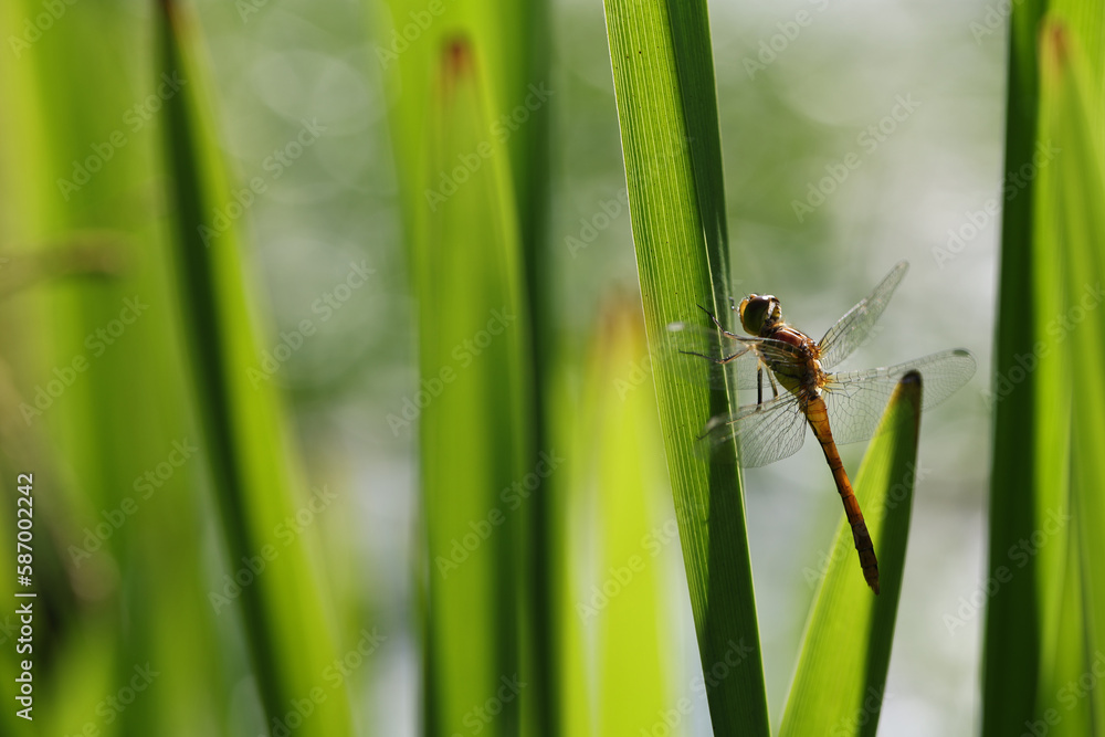 Dragonfly golden yellow sympetrum or sympetrum flaveola on a plant. Dragonfly golden yellow sympetrum or sympetrum flaveola on a plant.