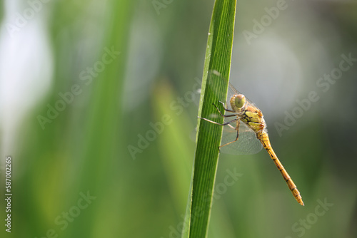 Dragonfly golden yellow sympetrum or sympetrum flaveola on a plant.