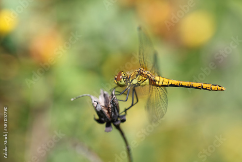 Dragonfly golden yellow sympetrum or sympetrum flaveola on a plant. © RFBSIP