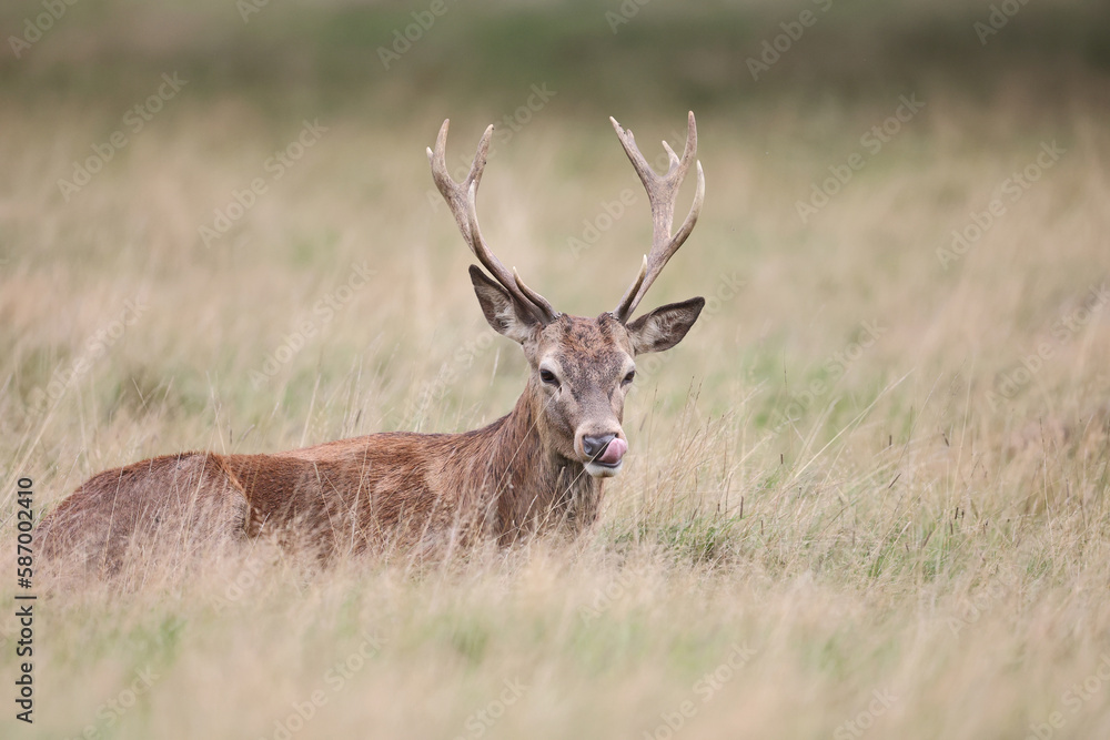 The slab is the call made by deer to attract the attention of females. The slab is the call made by deer to attract the attention of females.