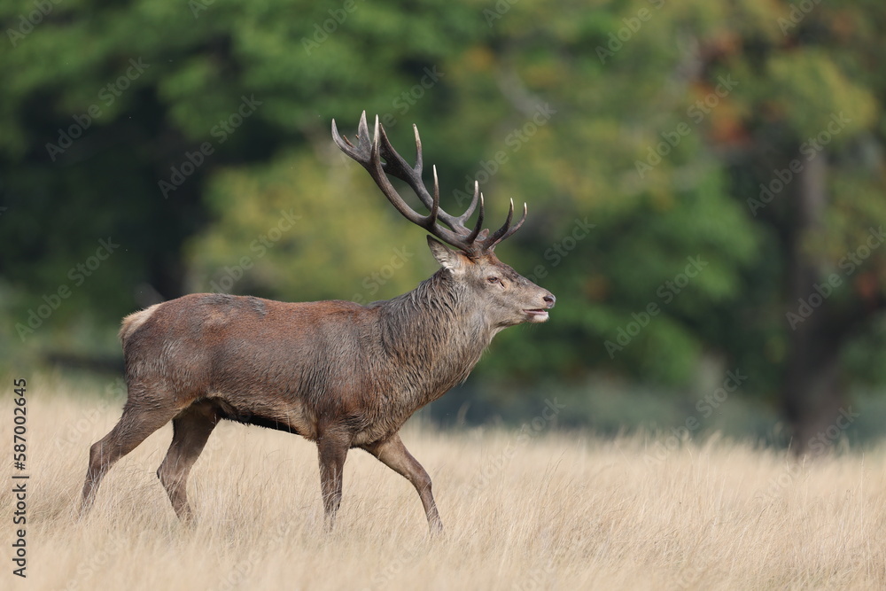The slab is the call made by deer to attract the attention of females. The slab is the call made by deer to attract the attention of females.