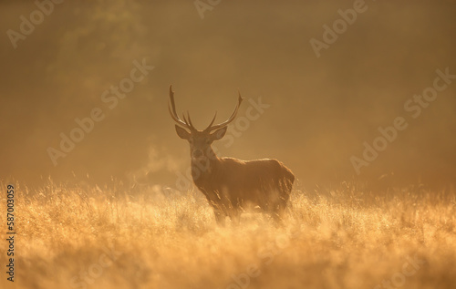 Red Deer stag during rutting season at sunrise © giedriius