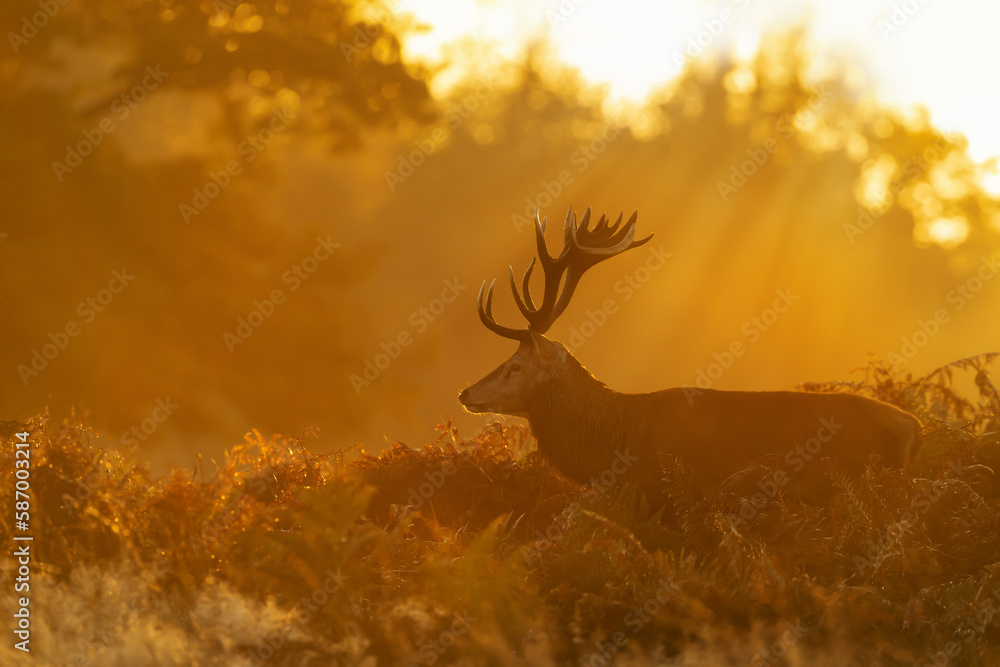 Obraz premium Red Deer stag during rutting season at sunrise