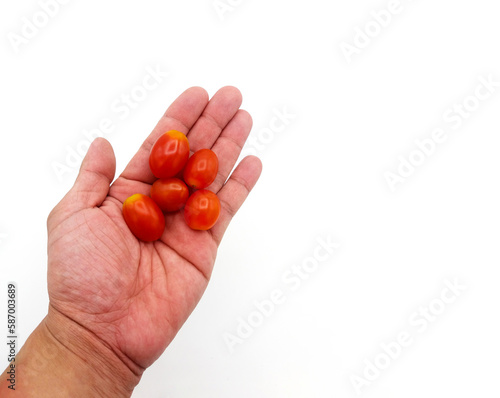 Close up small tomato on hands isolated on white background with copy space. Holding group of red fresh vegetables or fruit. © Nattasak