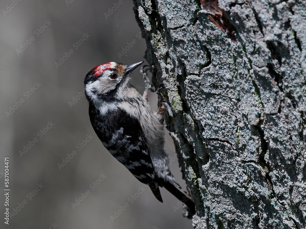 Lesser spotted woodpecker (Dryobates minor) Lesser spotted woodpecker (Dryobates minor)