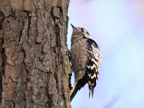 Lesser spotted woodpecker  Dryobates minor 