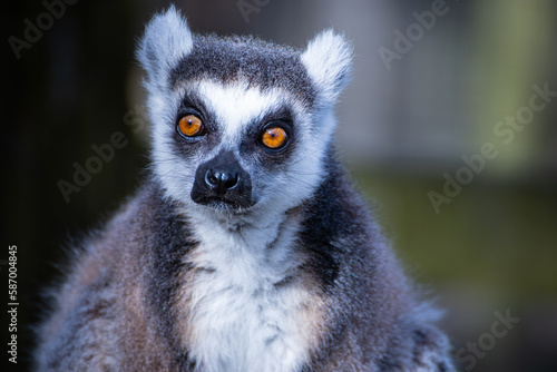 Portrait of a Lemur. © Andrew