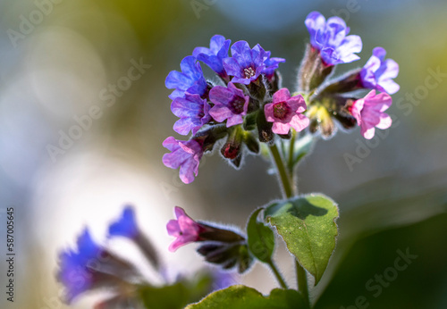Pulmonaria officinalis - lungwort