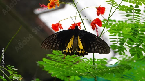 Tropical Butterfly's Paradise in Malaysia. Tropical colorful butterflies among flowering plants. Troides rhadamantus, or Golden birdwing. photo