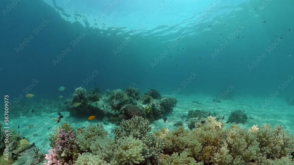 Colorful tropical coral reef. Hard and soft corals, underwater landscape. Travel vacation concept. Philippines.