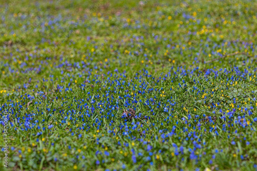 Fototapeta premium Carpet of blue fresh scylla flowers in spring forest. Tender spring flowers harbingers of warming symbolize the arrival of spring. Scenic view of the spring forest with blooming flowers