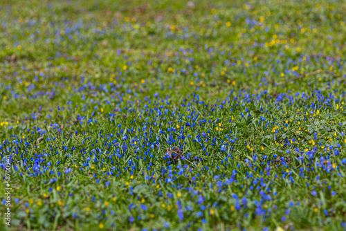 Carpet of blue fresh scylla flowers in spring forest. Tender spring flowers harbingers of warming symbolize the arrival of spring. Scenic view of the spring forest with blooming flowers