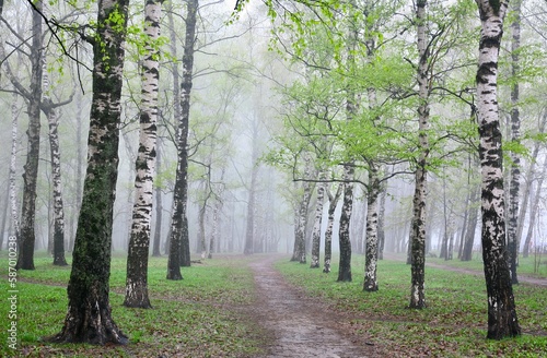 The first spring greenery in a birch park in the morning mist