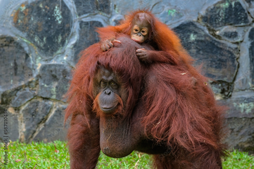 Obraz premium bornean orangutan