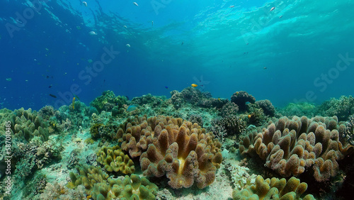 Underwater world with coral reef and tropical fishes. Travel vacation concept